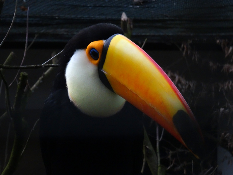 Riesentukan im Grünen Zoo Wuppertal im Februar 2017