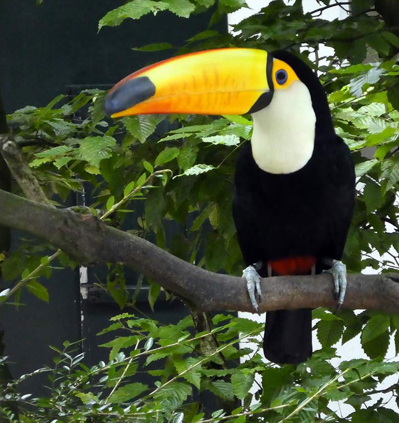 Riesentukan am 15. Juli 2017 in der Außenvoliere am Vogelhaus im Grünen Zoo Wuppertal