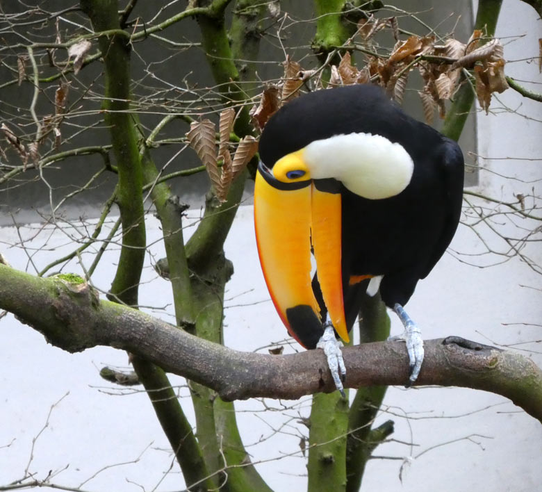 Riesentukan am 20. Januar 2018 in der Außenvoliere am Vogelhaus im Wuppertaler Zoo