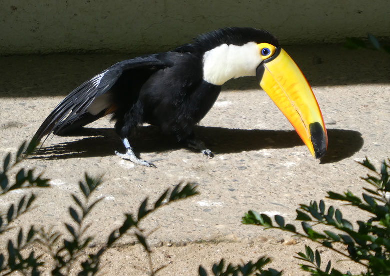 Riesentukan am 22. April 2018 in der Außenvoliere am Vogelhaus im Wuppertaler Zoo