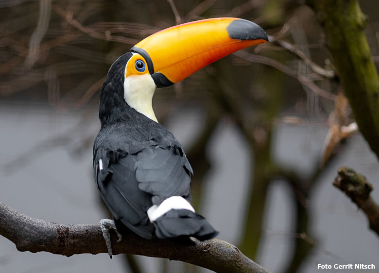 Riesentukan am 30. November 2018 in einer Außenvoliere am Vogelhaus im Grünen Zoo Wuppertal (Foto Gerrit Nitsch)