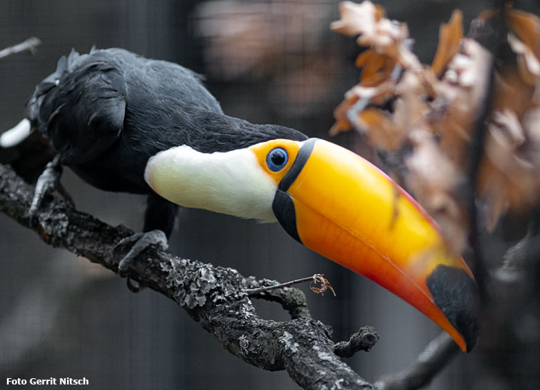 Riesentukan am 30. November 2018 in einer Außenvoliere am Vogelhaus im Wuppertaler Zoo (Foto Gerrit Nitsch)