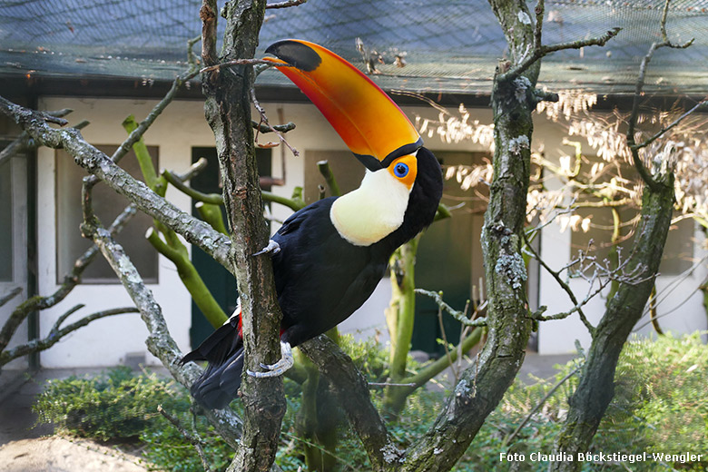 Riesentukan am 26. Februar 2019 in der Außenvoliere am Vogelhaus im Zoo Wuppertal (Foto Claudia Böckstiegel-Wengler)