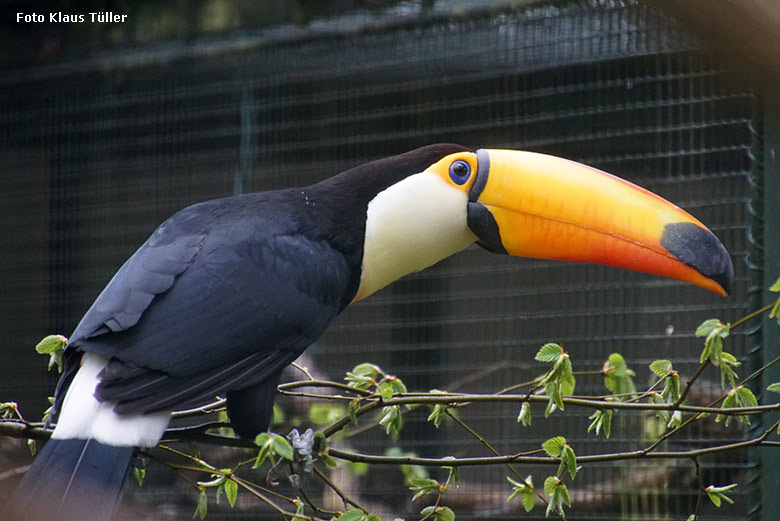 Riesentukan am 8. April 2019 in der Außenvoliere am Vogel-Haus im Grünen Zoo Wuppertal (Foto Klaus Tüller)