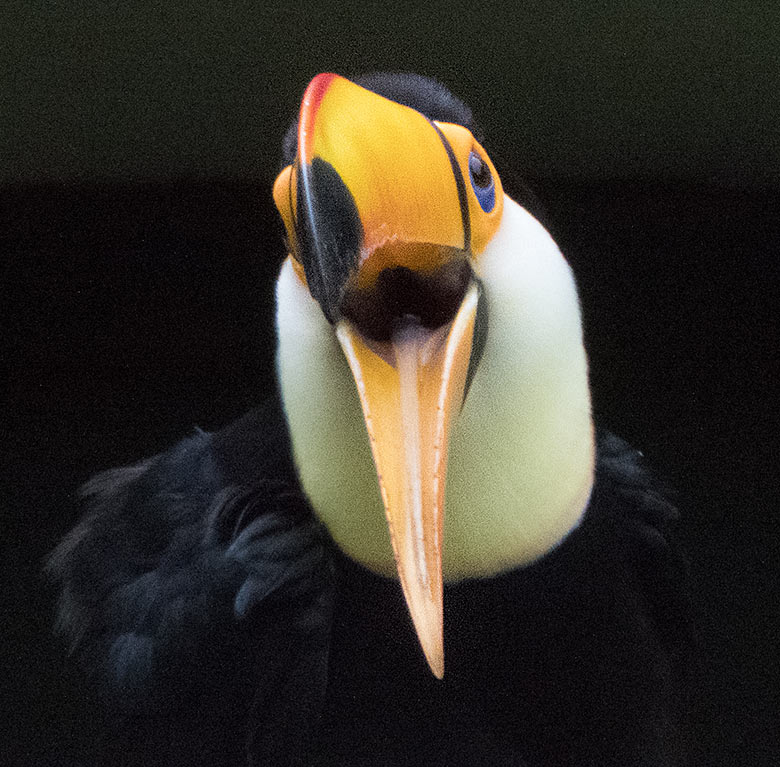 Riesentukan-Männchen am 2. Mai 2019 in der Außenvoliere am Vogel-Haus im Zoo Wuppertal