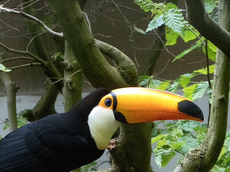 Riesentukan-Männchen am 2. Mai 2019 in der Außenvoliere am Vogel-Haus im Wuppertaler Zoo