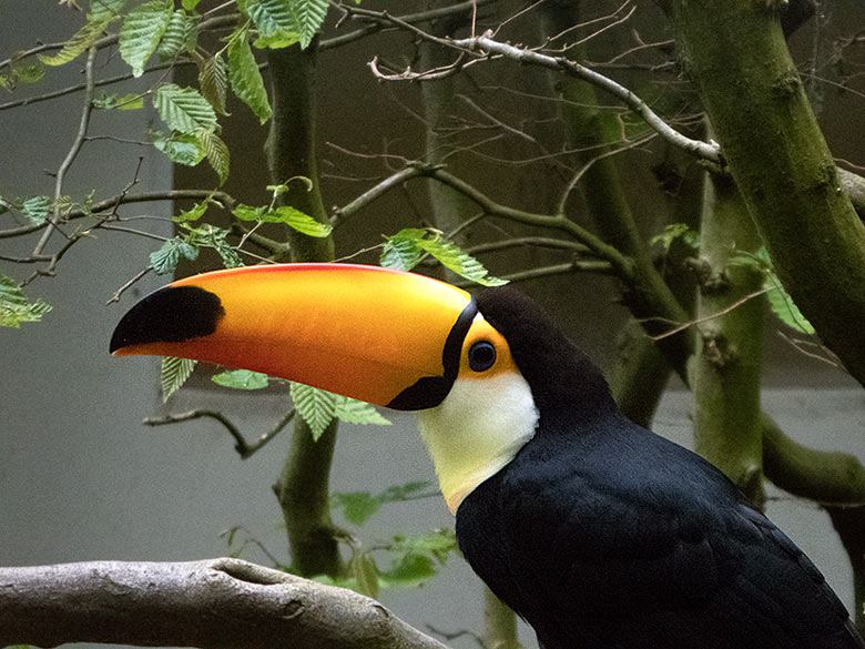 Männlicher Riesentukan am 2. Mai 2019 in der Außenvoliere am Vogel-Haus im Zoologischen Garten der Stadt Wuppertal