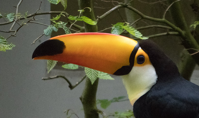 Männlicher Riesentukan am 2. Mai 2019 in der Außenvoliere am Vogel-Haus im Zoologischen Garten der Stadt Wuppertal