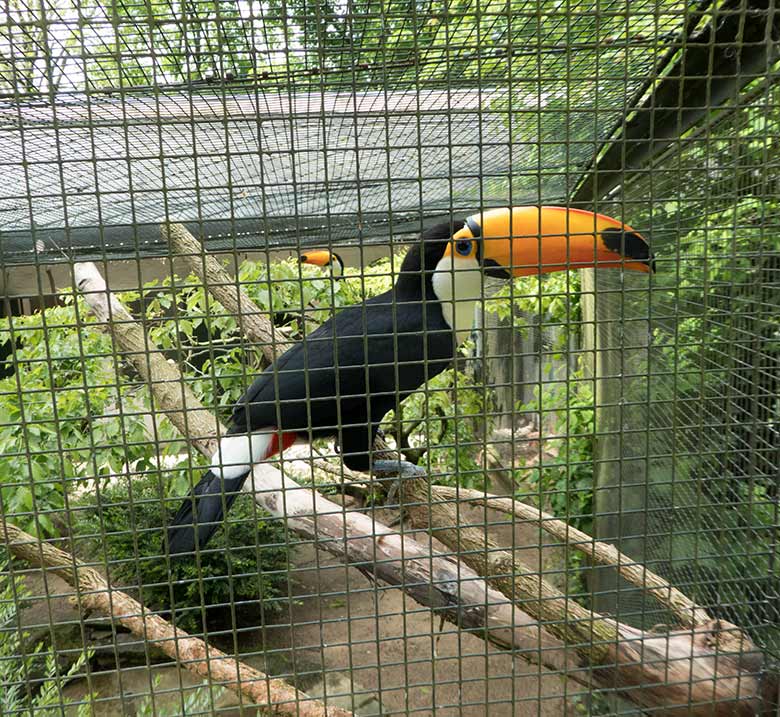 Männlicher Riesentukan am 2. Mai 2019 in der Außenvoliere am Vogel-Haus im Grünen Zoo Wuppertal