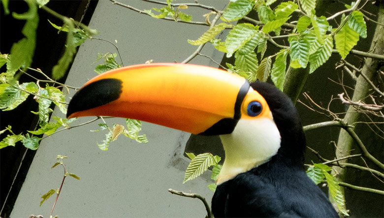 Riesentukan-Männchen am 2. Mai 2019 in der Außenvoliere am Vogel-Haus im Wuppertaler Zoo