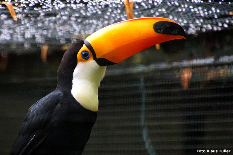 Riesentukan am 30. September 2019 in der Außenvoliere am Vogel-Haus im Grünen Zoo Wuppertal (Foto Klaus Tüller)