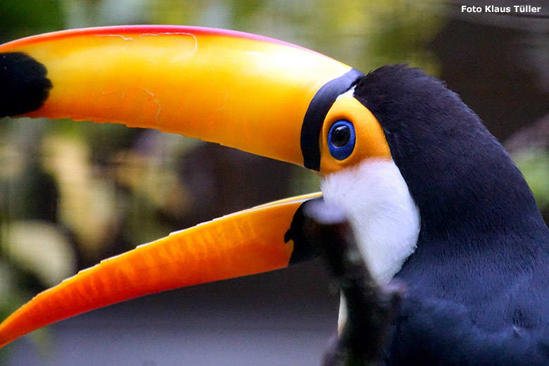 Riesentukan am 30. September 2019 in der Außenvoliere am Vogel-Haus im Zoologischen Garten Wuppertal (Foto Klaus Tüller)