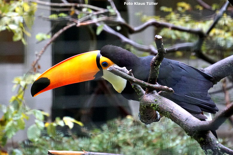 Riesentukan am 30. September 2019 in der Außenvoliere am Vogel-Haus im Wuppertaler Zoo (Foto Klaus Tüller)