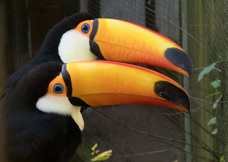 Riesentukan-Weibchen (vorn) und Riesentukan-Männchen (hinten) am 24. November 2019 in der Außenvoliere am Vogel-Haus im Grünen Zoo Wuppertal