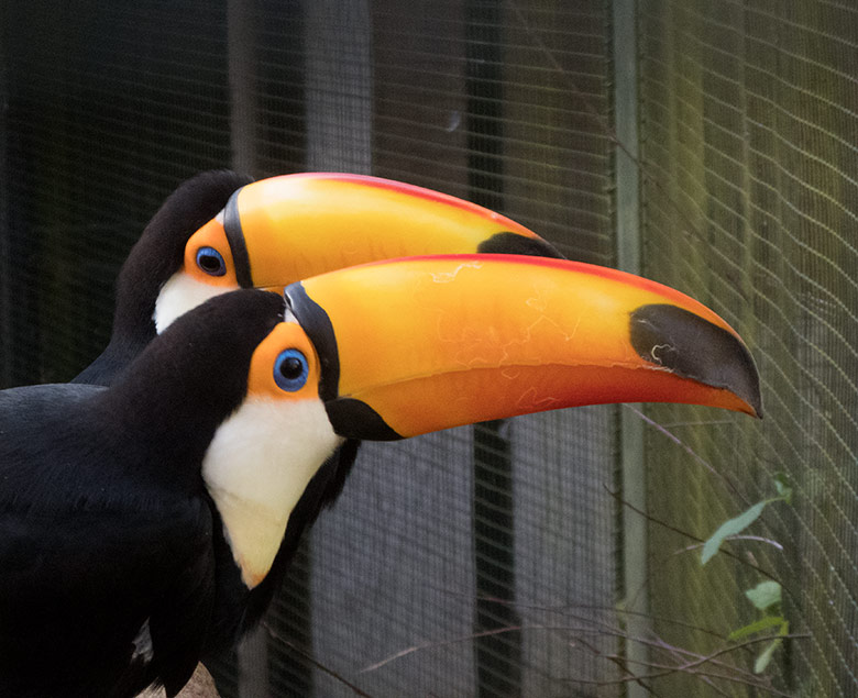 Riesentukan-Weibchen (vorn) und Riesentukan-Männchen (hinten) am 24. November 2019 in der Außenvoliere am Vogel-Haus im Zoo Wuppertal