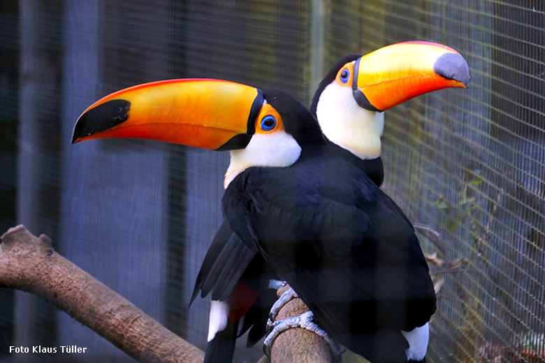 Riesentukane am 15. Dezember 2019 in einer Außenvoliere am Vogel-Haus im Wuppertaler Zoo (Foto Klaus Tüller)