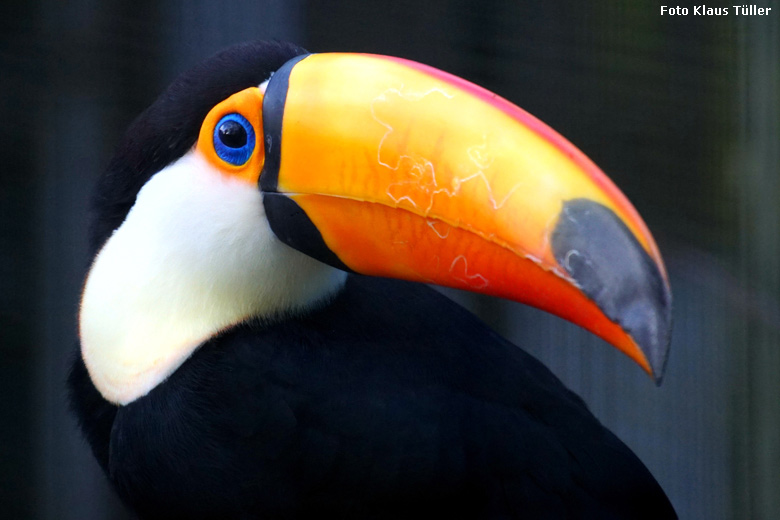 Riesentukan am 15. Dezember 2019 in einer Außenvoliere am Vogel-Haus im Zoo Wuppertal (Foto Klaus Tüller)