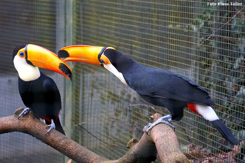 Riesentukane am 15. Dezember 2019 in einer Außenvoliere am Vogel-Haus im Zoologischen Garten Wuppertal (Foto Klaus Tüller)