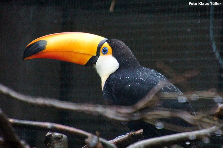 Riesentukan am 2. Februar 2020 in einer Außenvoliere am Vogel-Haus im Zoo Wuppertal (Foto Klaus Tüller)