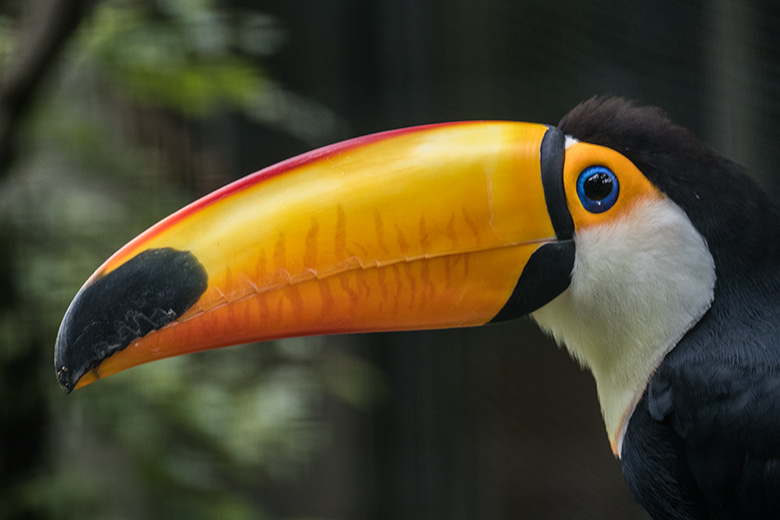 Riesentukan am 23. August 2020 in einer Außenvoliere am Vogel-Haus im Grünen Zoo Wuppertal