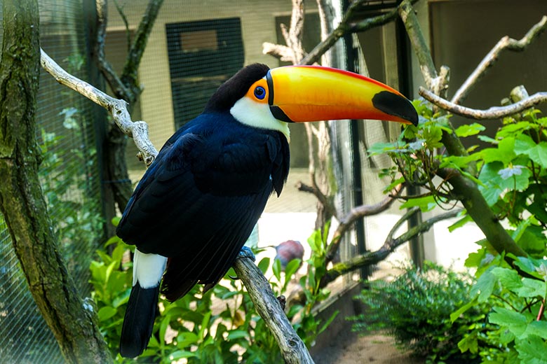 Riesentukan am 21. Mai 2021 in einer Außenvoliere am Vogel-Haus im Grünen Zoo Wuppertal