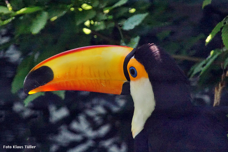 Riesentukan am 17. Juli 2021 in der Außenvoliere am Vogel-Haus im Grünen Zoo Wuppertal (Foto Klaus Tüller)