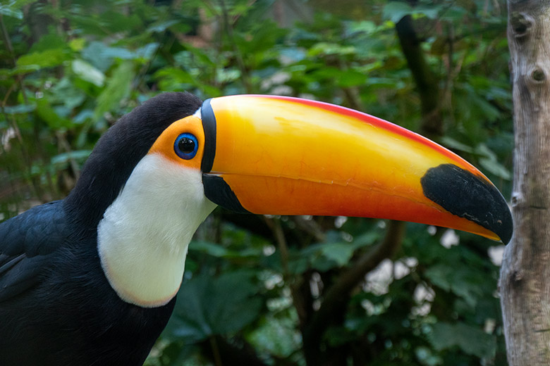 Riesentukan am 4. August 2021 in der Außenvoliere am Vogel-Haus im Grünen Zoo Wuppertal