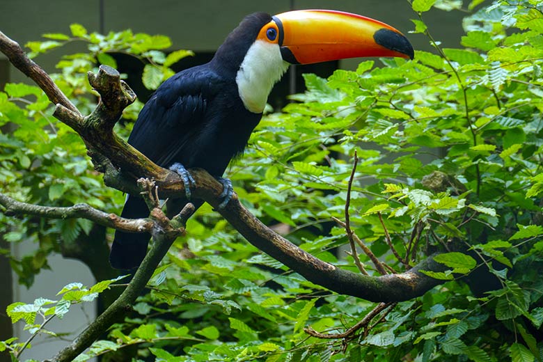 Riesentukan am 20. August 2021 in einer Außenvoliere am Vogel-Haus im Grünen Zoo Wuppertal