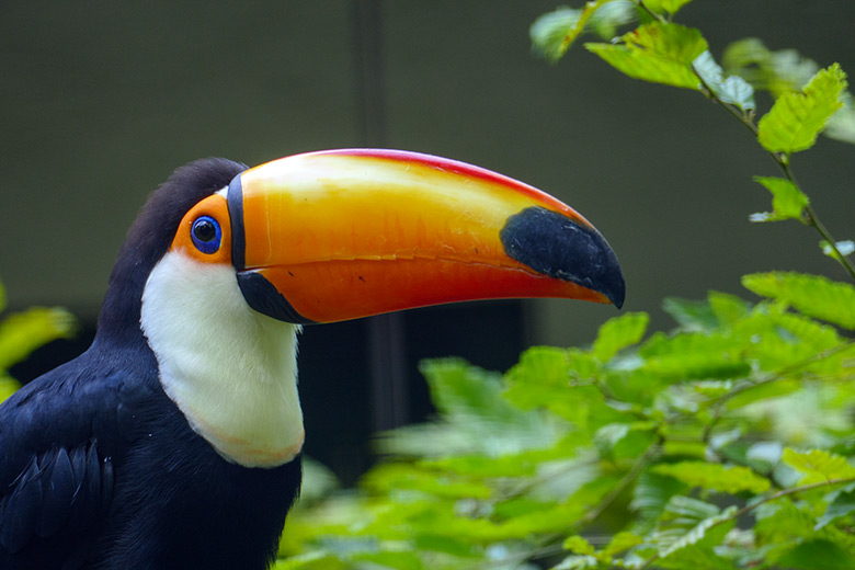 Riesentukan am 20. August 2021 in einer Außenvoliere am Vogel-Haus im Zoologischen Garten Wuppertal