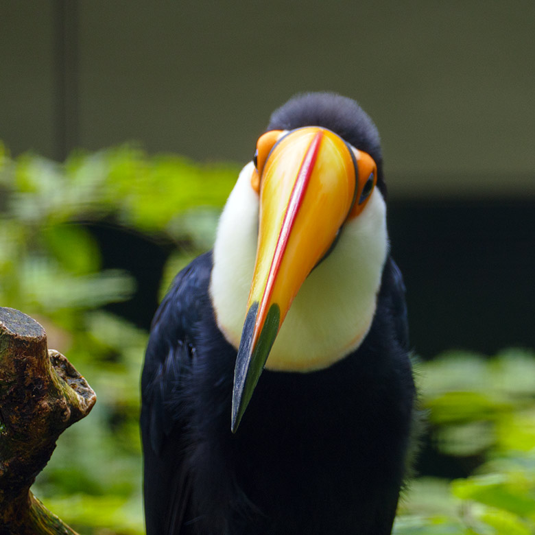 Riesentukan am 20. August 2021 in einer Außenvoliere am Vogel-Haus im Wuppertaler Zoo