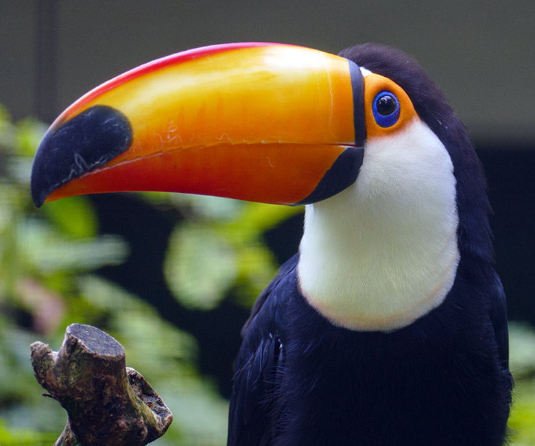 Riesentukan am 20. August 2021 in einer Außenvoliere am Vogel-Haus im Grünen Zoo Wuppertal