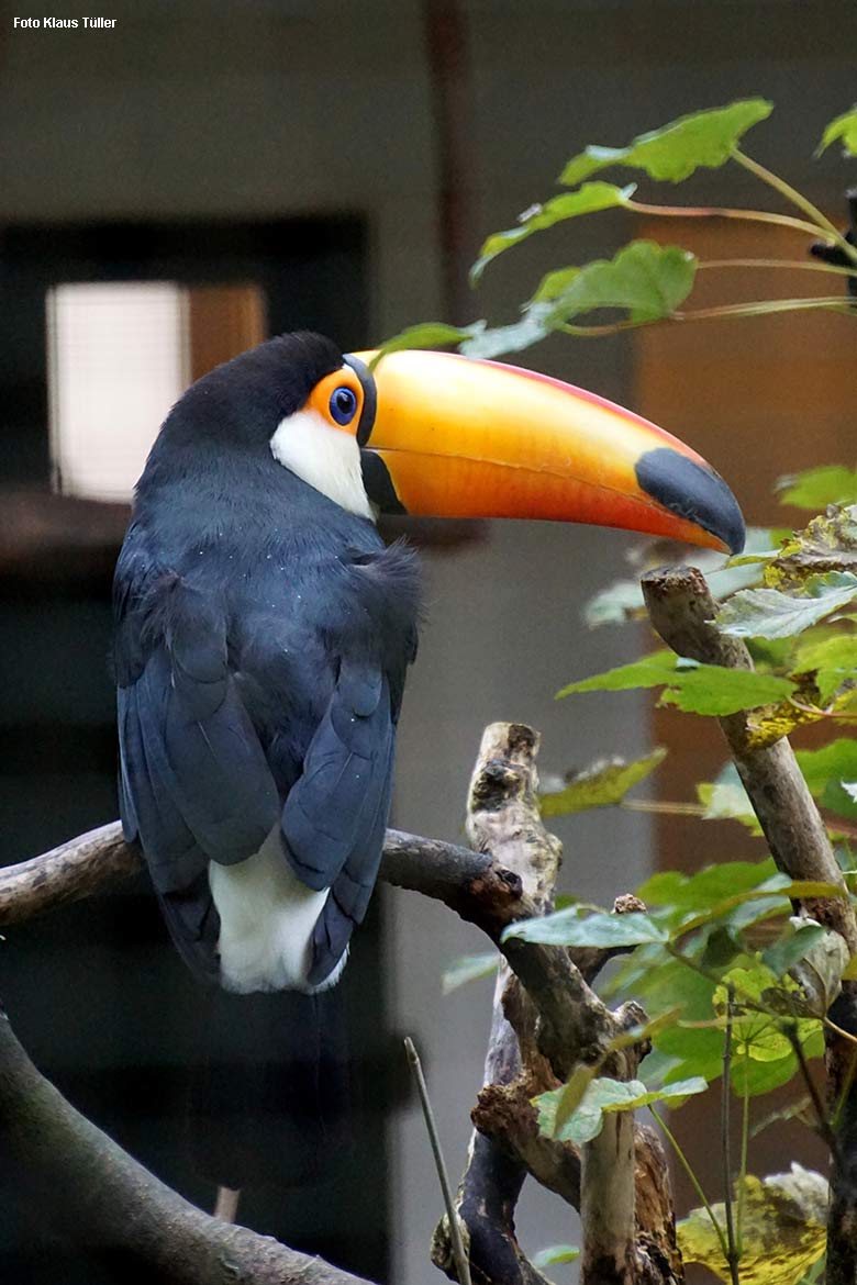 Riesentukan am 20. Oktober 2021 in einer Außenvoliere am Vogel-Haus im Grünen Zoo Wuppertal (Foto Klaus Tüller)