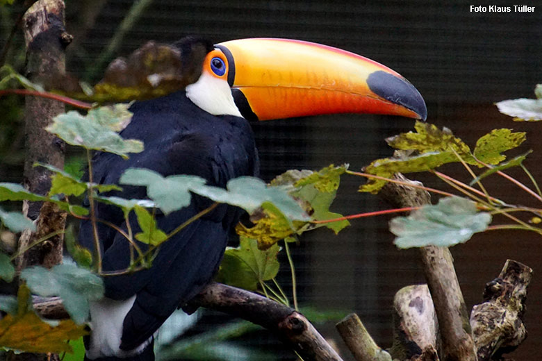 Riesentukan am 20. Oktober 2021 in einer Außenvoliere am Vogel-Haus im Wuppertaler Zoo (Foto Klaus Tüller)