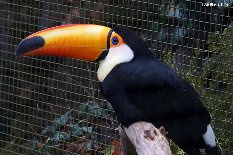 Riesentukan am 14. November 2021 in einer Außenvoliere am Vogel-Haus im Grünen Zoo Wuppertal (Foto Klaus Tüller)