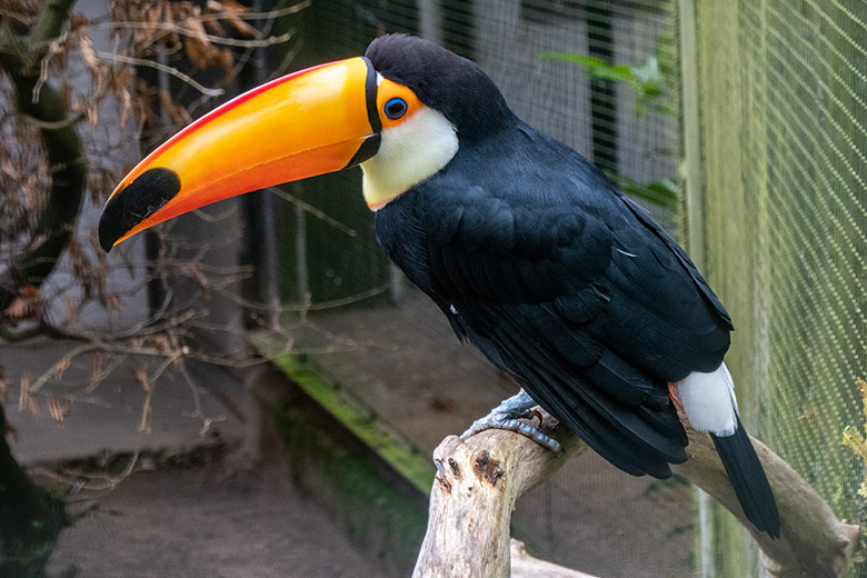 Männlicher Riesentukan am 14. November 2021 in einer Außenvoliere am Vogel-Haus im Grünen Zoo Wuppertal