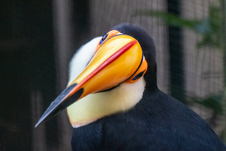 Männlicher Riesentukan am 22. November 2021 in einer Außenvoliere am Vogel-Haus im Wuppertaler Zoo