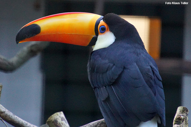 Männlicher Riesentukan am 7. Dezember 2021 in einer Außenvoliere am Vogel-Haus im Wuppertaler Zoo (Foto Klaus Tüller)