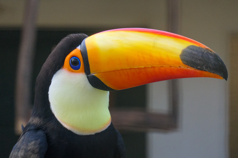 Männlicher Riesentukan am 13. Januar 2022 in einer Außenvoliere am Vogel-Haus im Grünen Zoo Wuppertal