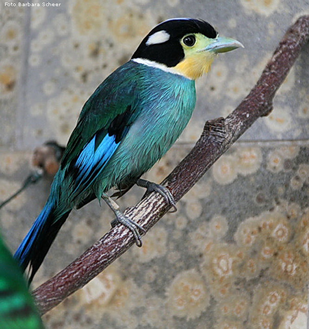 Papagei-Breitrachen im Wuppertaler Zoo (Foto Barbara Scheer)