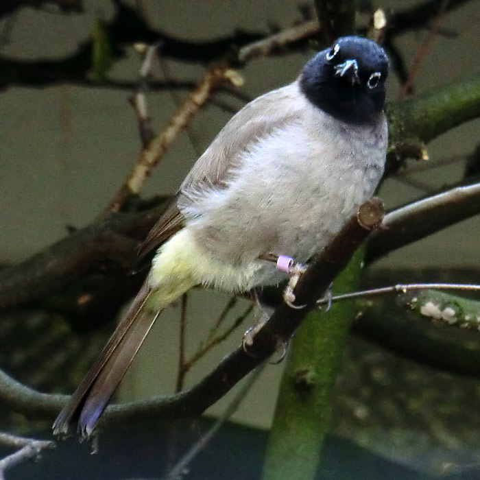 Gelbsteißbülbül im Wuppertaler Zoo im Juli 2014