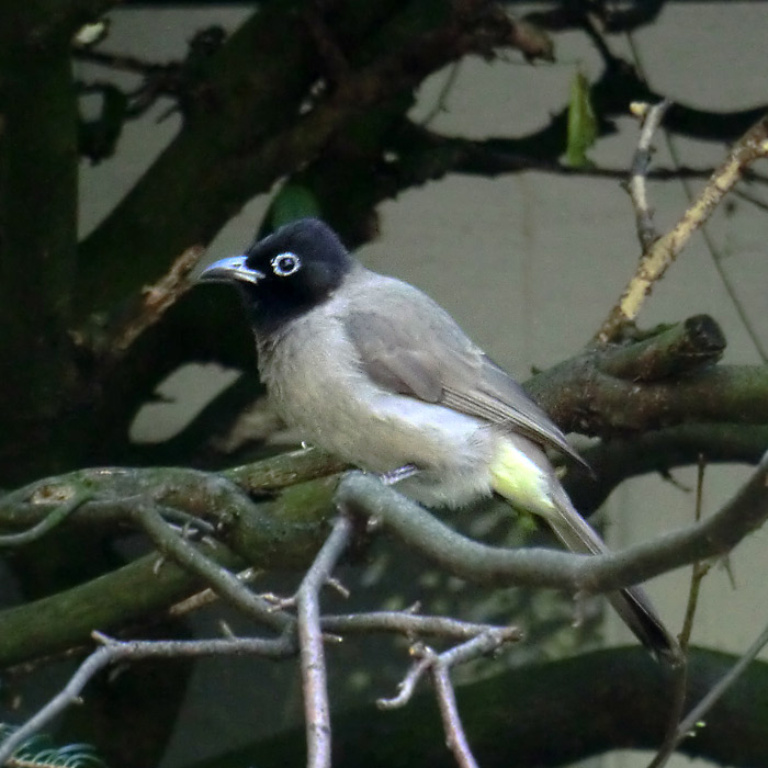 Gelbsteißbülbül im Wuppertaler Zoo im Juli 2014