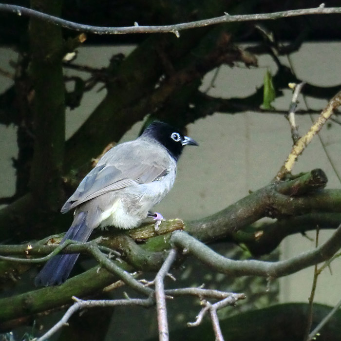 Gelbsteißbülbül im Wuppertaler Zoo im Juli 2014