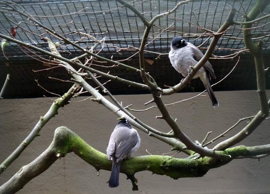 Gelbsteißbülbüls im Zoologischen Garten Wuppertal im Februar 2015