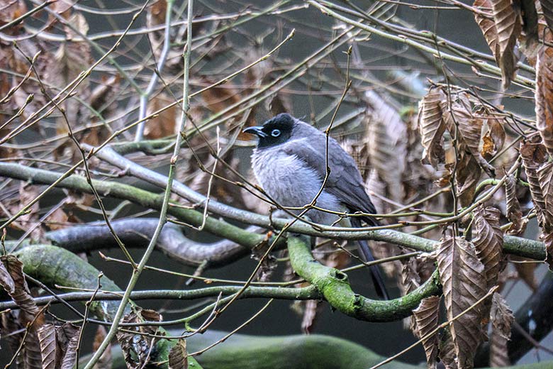 Gelbsteißbülbül am 8. Januar 2022 in einer Außenvoliere am Vogel-Haus im Wuppertaler Zoo