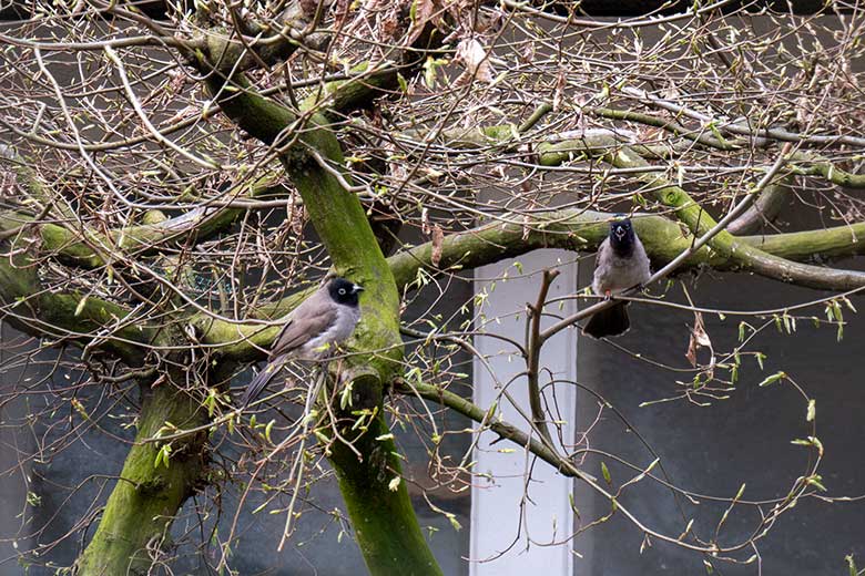 Gelbsteißbülbül-Paar am 6. April 2023 in einer Außenvoliere am Vogel-Haus im Wuppertaler Zoo