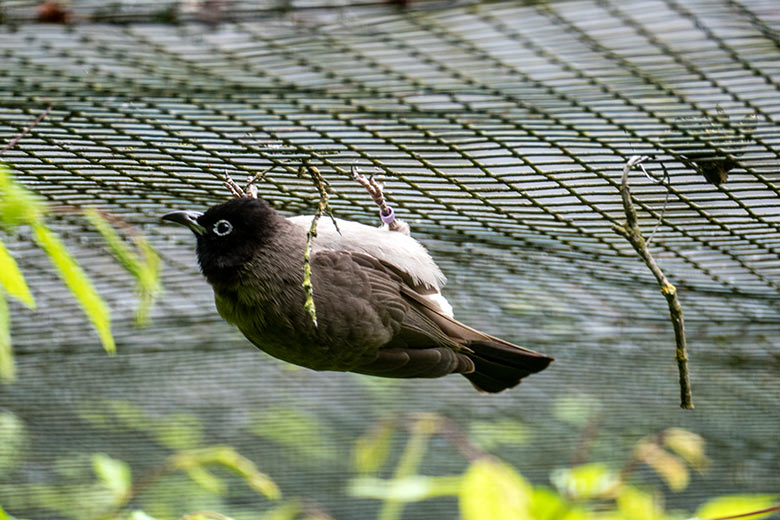 Gelbsteißbülbül am 15. Juni 2023 in einer Außenvoliere am Vogel-Haus im Wuppertaler Zoo