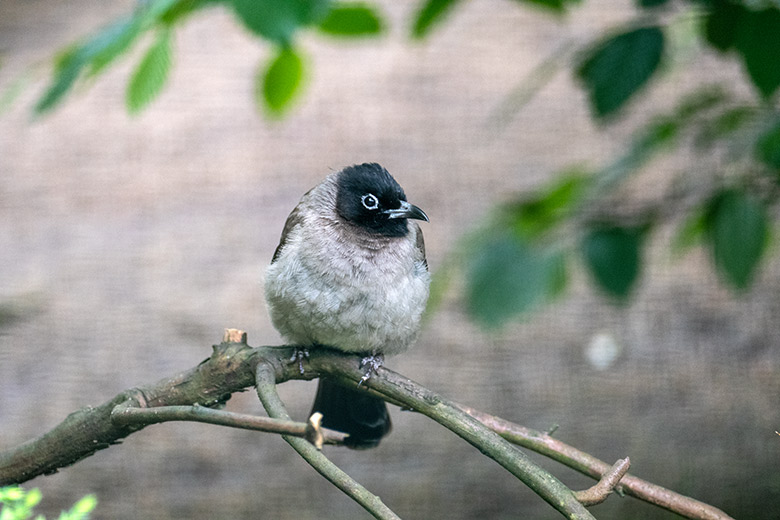 Gelbsteißbülbül am 15. Juni 2023 in einer Außenvoliere am Vogel-Haus im Grünen Zoo Wuppertal