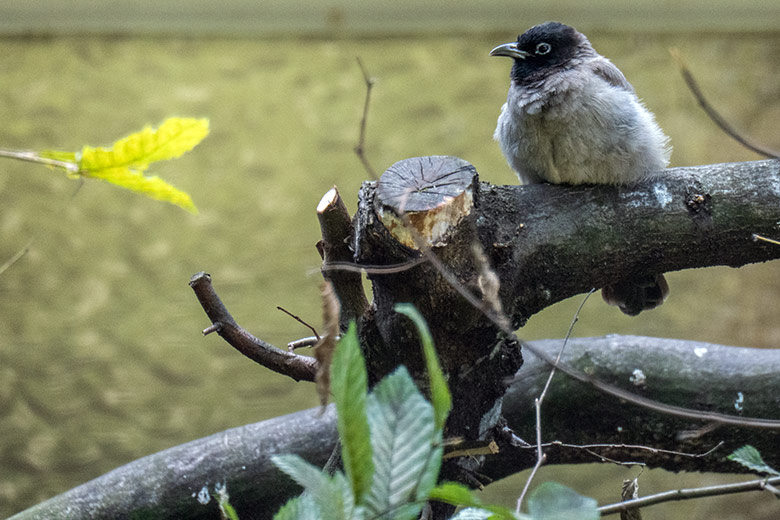 Gelbsteißbülbül am 26. August 2023 in einer Außenvoliere am Vogel-Haus im Grünen Zoo Wuppertal