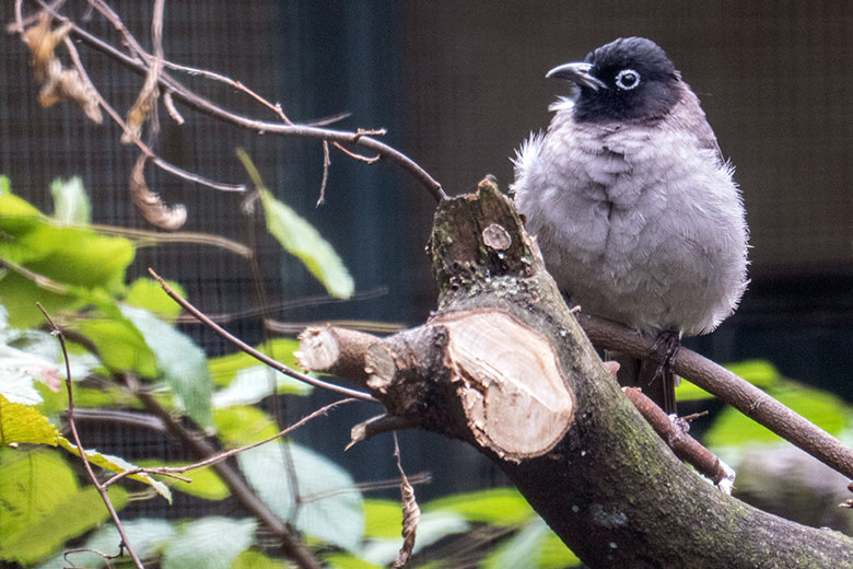 Gelbsteißbülbül am 28. August 2023 in einer Außenvoliere am Vogel-Haus im Grünen Zoo Wuppertal