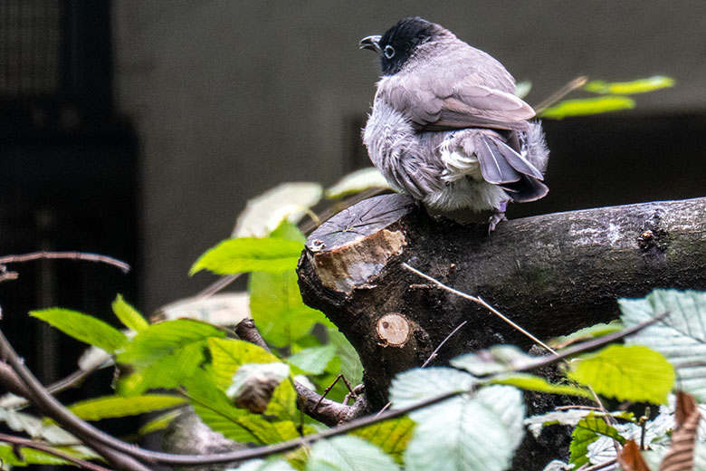 Gelbsteißbülbül am 28. August 2023 in einer Außenvoliere am Vogel-Haus im Zoo Wuppertal